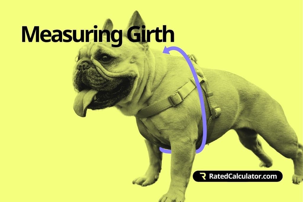 A dog wearing a harness