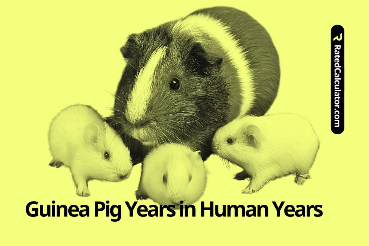 Guinea Pig Years to Human Years Calculator Convert Guinea Pig Age