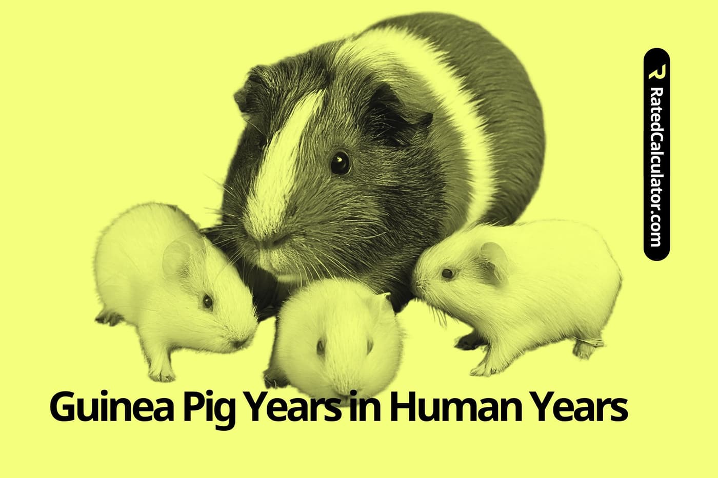 A cute guinea pig