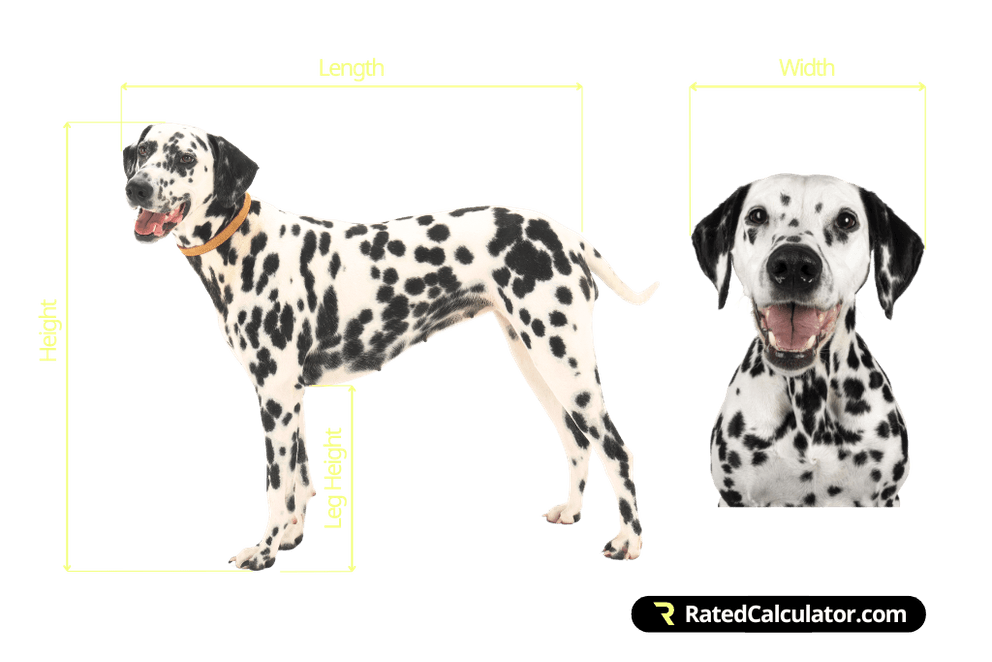 Illustration of Dog Crate Size By Height